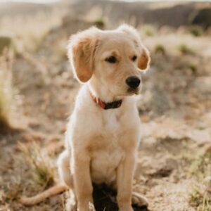 Detailed Puppy Care Guide
