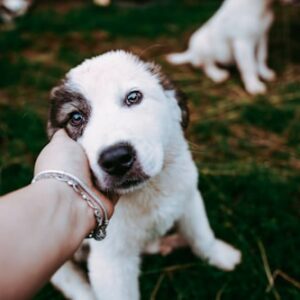 Health Information for New Puppies
