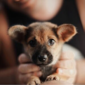 Socialized Labrador Retriever Puppy