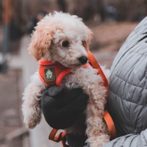 Ethically Raised Golden Retriever Puppy