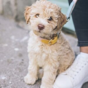 Puppy Adoption Guidance