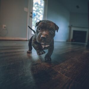 Interactive Puppy Training Kit