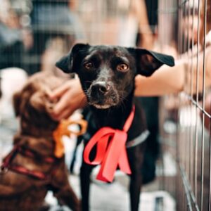 Community Support for Puppy Parents