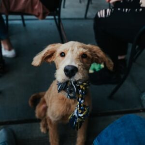 Puppy Socialization Classes